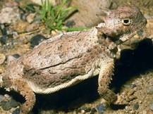 Круглохвостая жабовидная ящерица