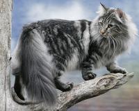 Название породы основное Норвежская Лесная Кошка