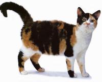 Название породы основное Американская Жесткошерстная Кошка