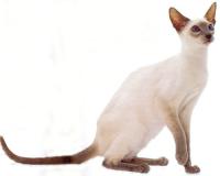 Подробнее о породе Сиамская Кошка