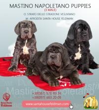 Mastino Napoletano puppies  from Santa House Feldman Breeding kennel 3 male for sale Продаются щенки Мастино Наполетано от Santa House Feldman, Неаполитанский Мастиф