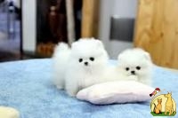 Adorable Pomeranian and Bulldog for adoption, Американский Бульдог**