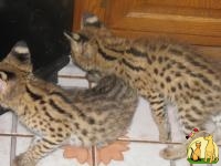 Egyptian Mau, F1-F5 Savannahs and African Serval kittens, Египетский Мау