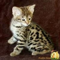 Amazing Savannah and Bengal Kittens Available, Азиатская кошка
