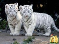 Beautifulll white tiger cubs with beautiful blue eyes, Тойгер
