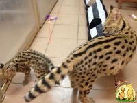Cheetah cubs , Serval kittens , Caracal  and Ocelot kitten  for sale, Саванна