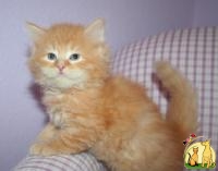 Siberian Kittens For sale.. Text Us: (360) 749-8123, Сибирская Кошка
