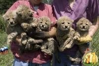 Well Tamed White Tiger Cubs , Cheetah Cubs ,panther Babies , Lion Cubs And Sheeps For Sale., Сибирская Кошка