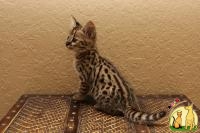 Top quality exotics kittens for offer, Саванна