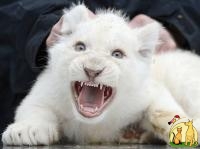 Lovely exotic shorters cats White Tiger Cubs, Cheetah Cubs, kittens etc bangal catsAnd Sheeps For Sale, Бурмилла Длинношерстная