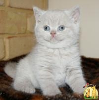 Lovely And, White Tiger Cubs, Cheetah Cubs, african serval For Sale, Манкс