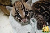 Available ocelot,servals,caracals For Sale (http://exoticcathouse.com/bird/serval-kittens), Оцикат