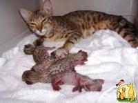 Beautiful Serval and F1 Savannah Kittens Available, Саванна