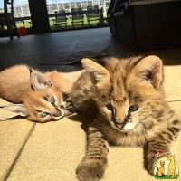 Serval, Savannah, Caracal and Ocelot kittens for sale, Саванна