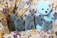 Голубые плюшевые британские котята, Британская Короткошерстная Кошка