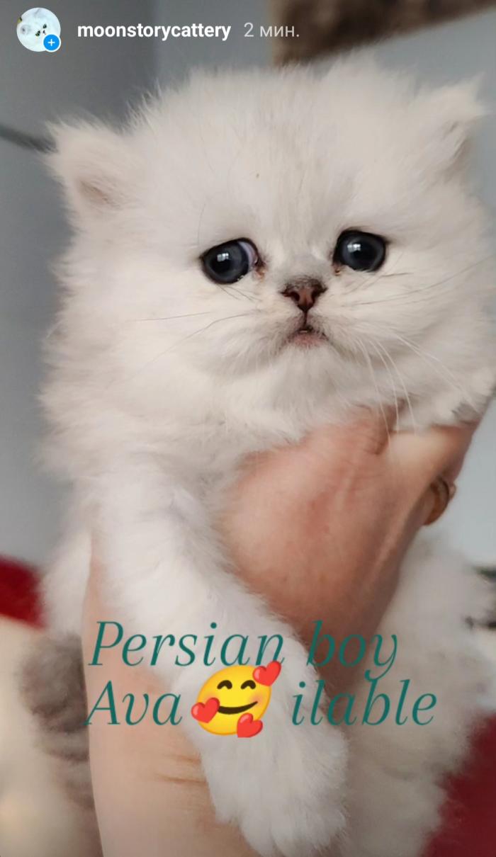 Персидские котята серебристая шиншилла, Персидская