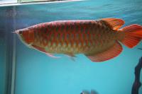 Asian Red, Super Red Arowana for sale and Others in Stock (760) 585-7652, Not_specified