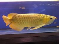 24k Golden Arowana Fish For Sale and Many Others (760) 585-7652, Not_specified