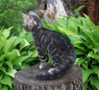 Бенгальский котенок, Бенгальская Кошка